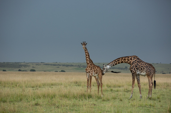 Mara Toto Tree Camp: Giraffenpaar