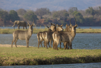 Matetsi Victoria Falls: Wasserböcke