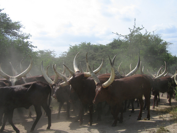 Mihingo Lodge: Ankole-Watusi-Herde