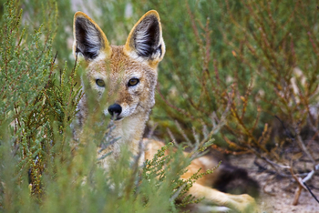 Mushara Game Drive: Schakal