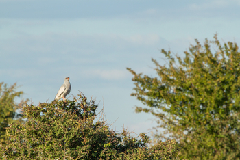 Nxai Pan Camp: Pale Chanting Goshawk