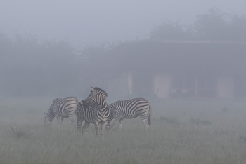 Nxai Pan Camp: Zebras im Nebel