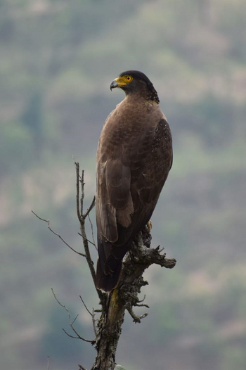 Paatlidun Safari Lodge: Greifvogel
