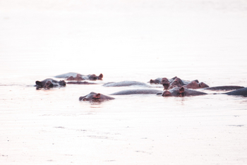 Pom Pom Camp: Hippo Pod