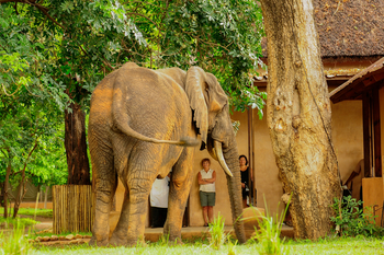 Royal Zambezi Lodge: Elefant nahe des Hauptbereichs