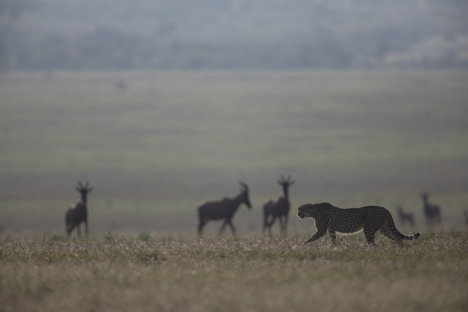 Saruni Eagle View Saruni Eagle View: Gepard und Topis