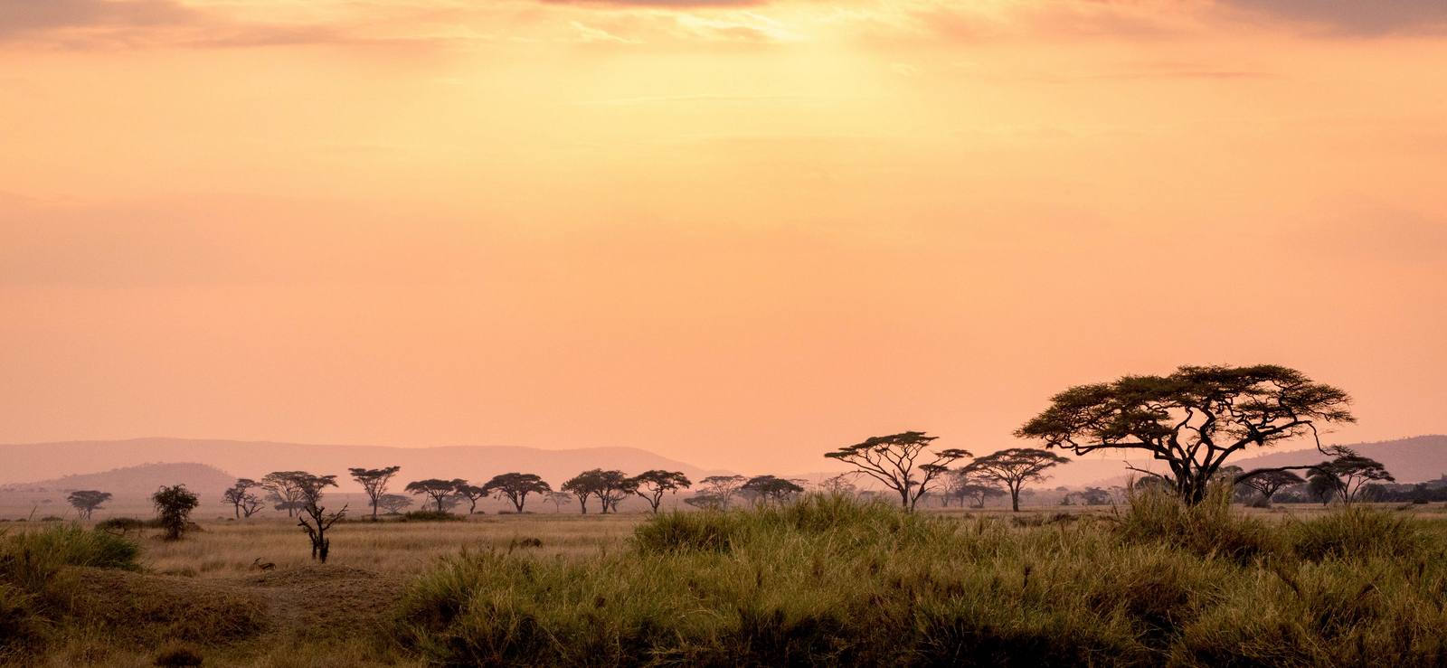 Serengeti Sametu Camp Serengeti Sametu Camp: Landschaft