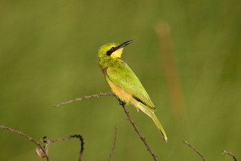 Setari Camp: Zwergspint