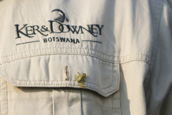 Shinde Footsteps Shinde Footsteps: Riedfrosch