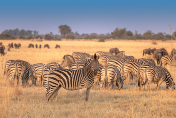 Tawana Camp: Zebraherde