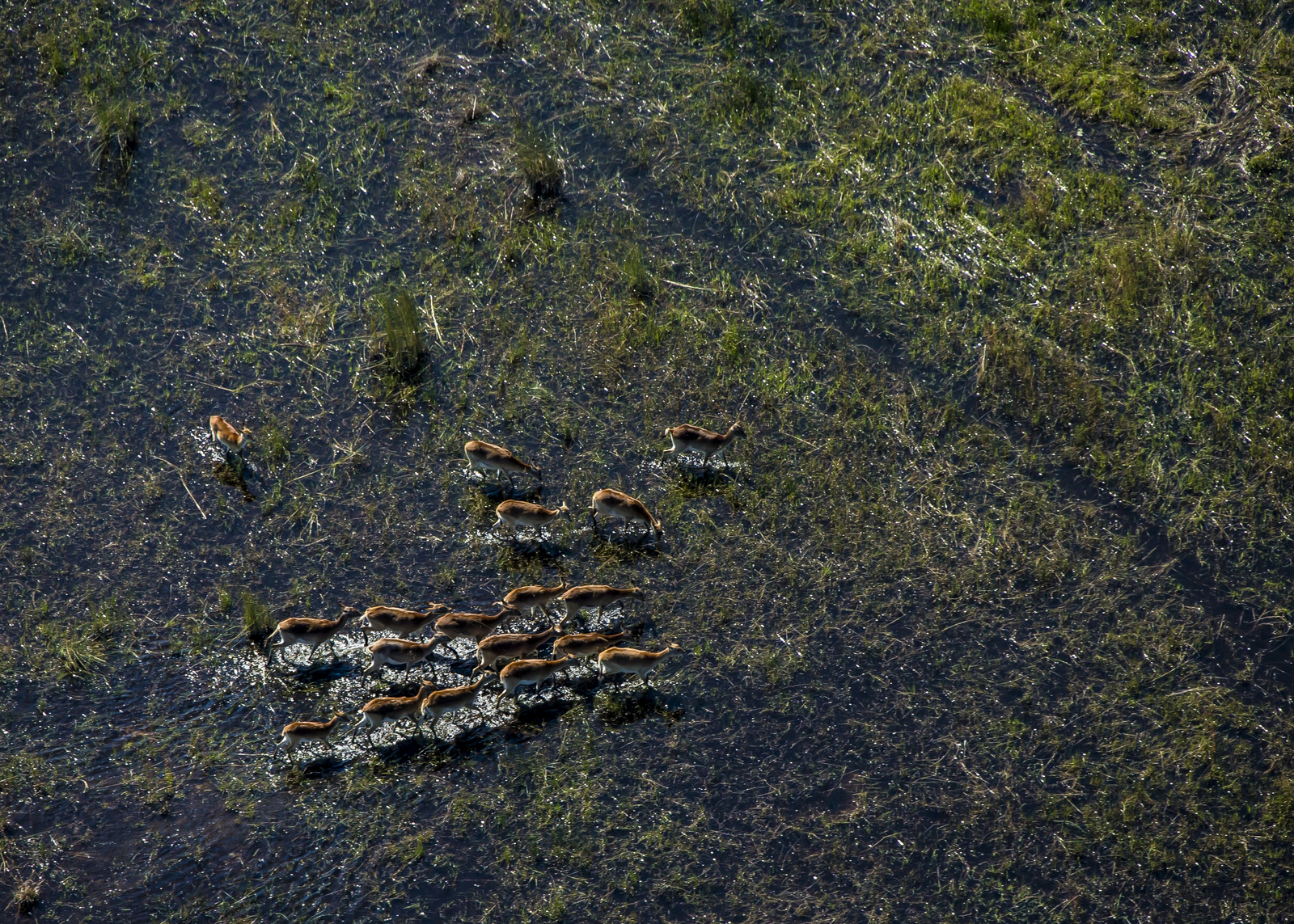The Dhow Suite at Zarafa The Dhow Suite at Zarafa: Rote Moorantilopen auf Flood Plain
