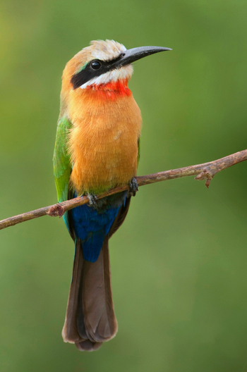 Time + Tide South Luangwa Time + Tide South Luangwa: White-fronted Bee-Eater