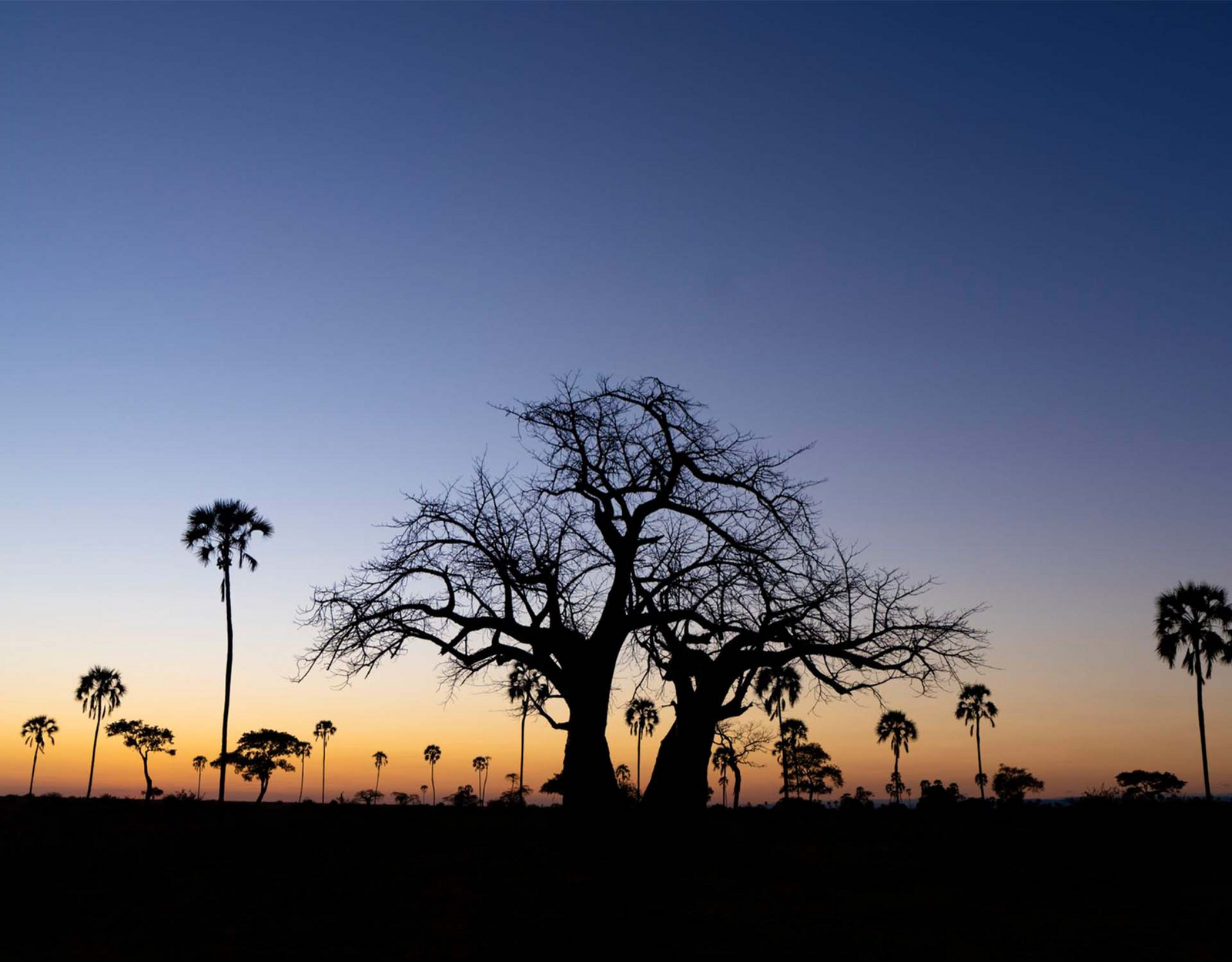 Usangu Expedition Camp Usangu Expedition Camp: Palmen und Baobab