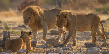Villa Mushara: Junge Löwenmänchen