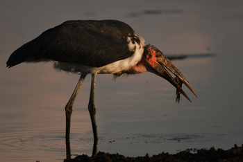 andBeyond Sandibe Okavango Safari Lodge: Marabu