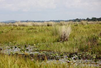 2 Friends Beach Hotel: Long-toed Lapwing zwischen Seerosen