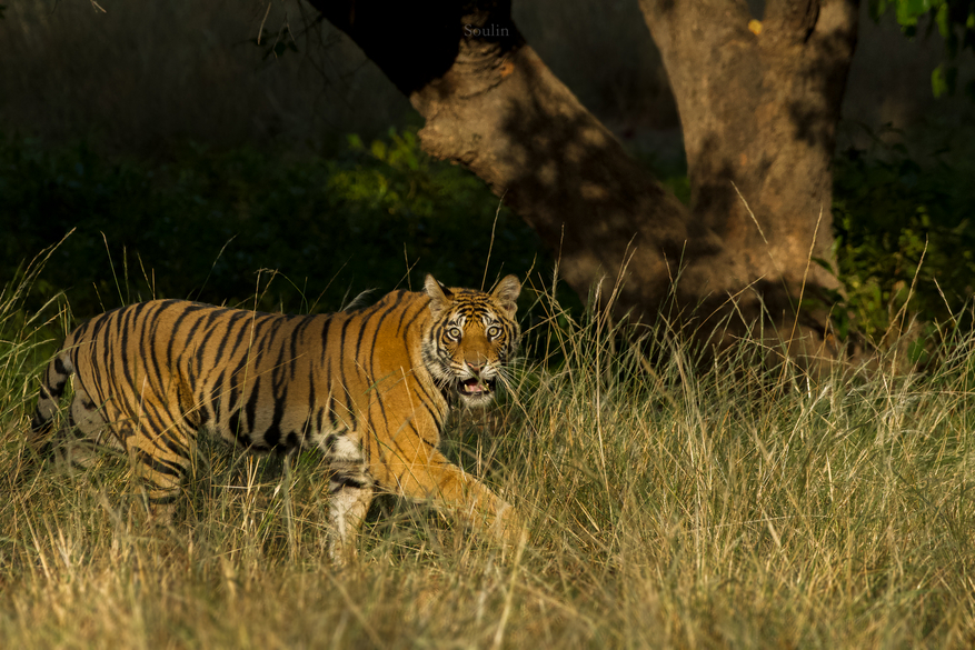 The Oberoi Vindhyavilas Wildlife Resort