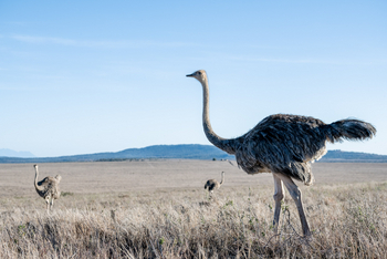 Borana Lodge Borana Lodge: Strauße in der Steppe