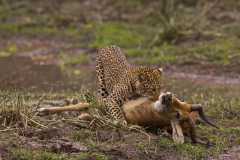 Bushcamp Company: Leopard mit Beute