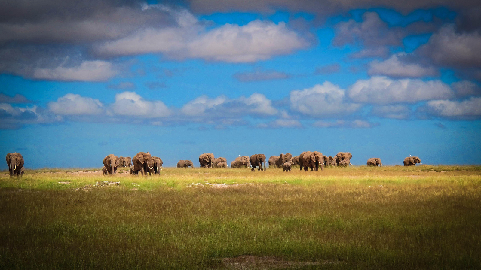 Campi ya Kanzi Campi ya Kanzi: Elefanten in Amboseli