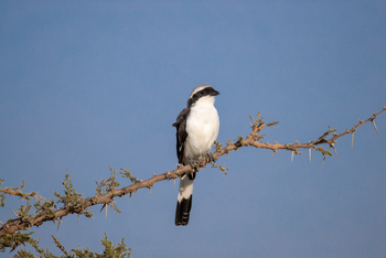 Cottar's 1920s Safari Camp: White-breasted Bushshrike