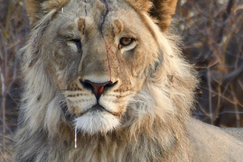 Deception Valley Lodge Deception Valley Lodge: Einäugiger Löwe