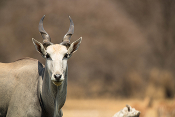 Dinaka Lodge: Elenantiliopen
