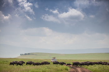 Elewana The Manor at Ngorongoro: .