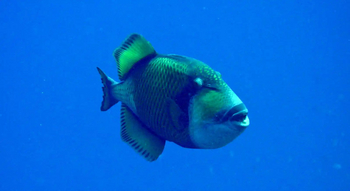 Fundu Lagoon: Tauchen