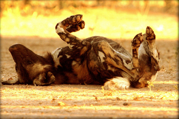 Goliath Tented Camp Goliath Tented Camp: Wildhund