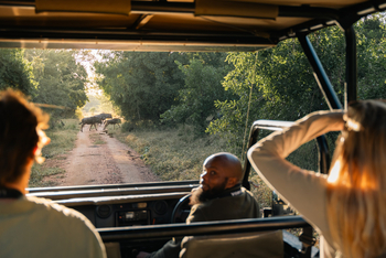 Gorongosa Safaris: Game Drive am Morgen