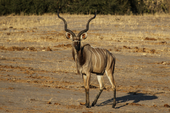Imvelo Safaris Imvelo Safaris: Kudu frontal