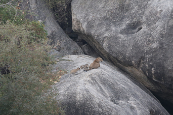 Jawai: Leopardin mit Jungtieren