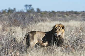 Kalahari Plains Camp: Kalahari Male