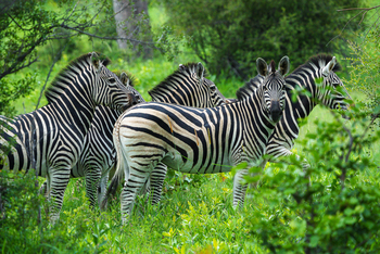 Karangoma Camp: Zebras