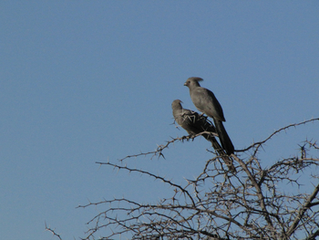 Khama Rhino Sanctuary Khama Rhino Sanctuary: Grey Lourie