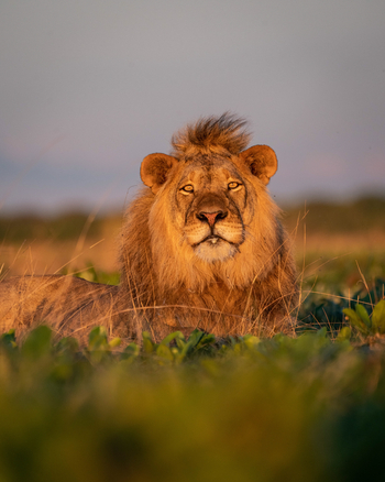 King Lewanika Lodge: Kopf eines Löwen