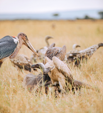 Kirawira Serena Camp: Marabu und Weißrückengeier
