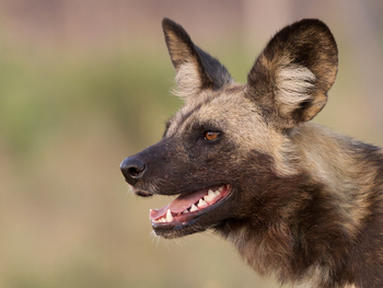 Lebala Camp Lebala Camp: Wildhundportrait