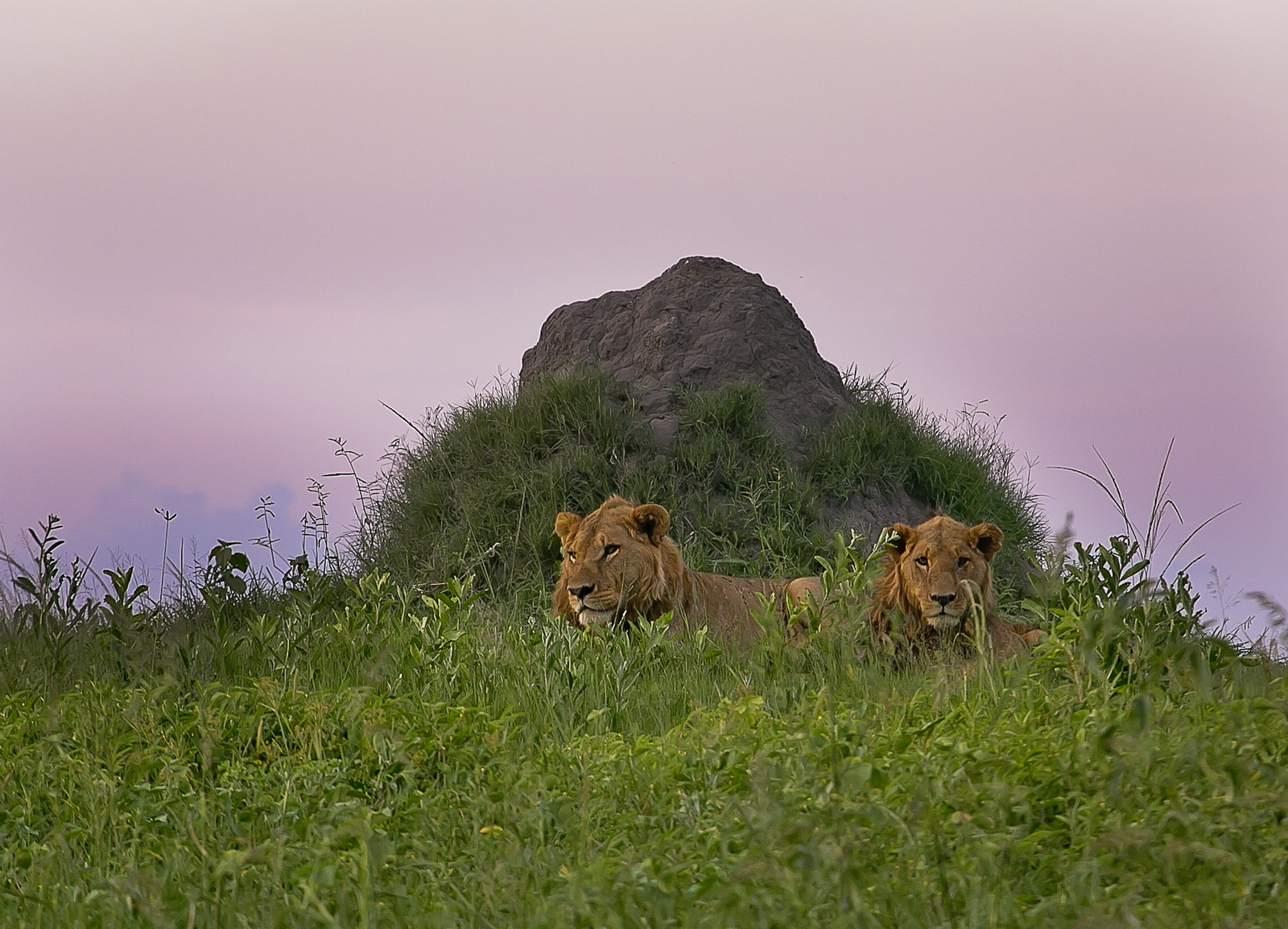 Linyanti Expeditions Linyanti Expeditions