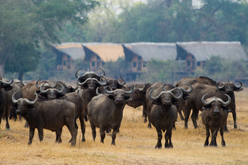 Lion Camp Lion Camp: Büffelherde