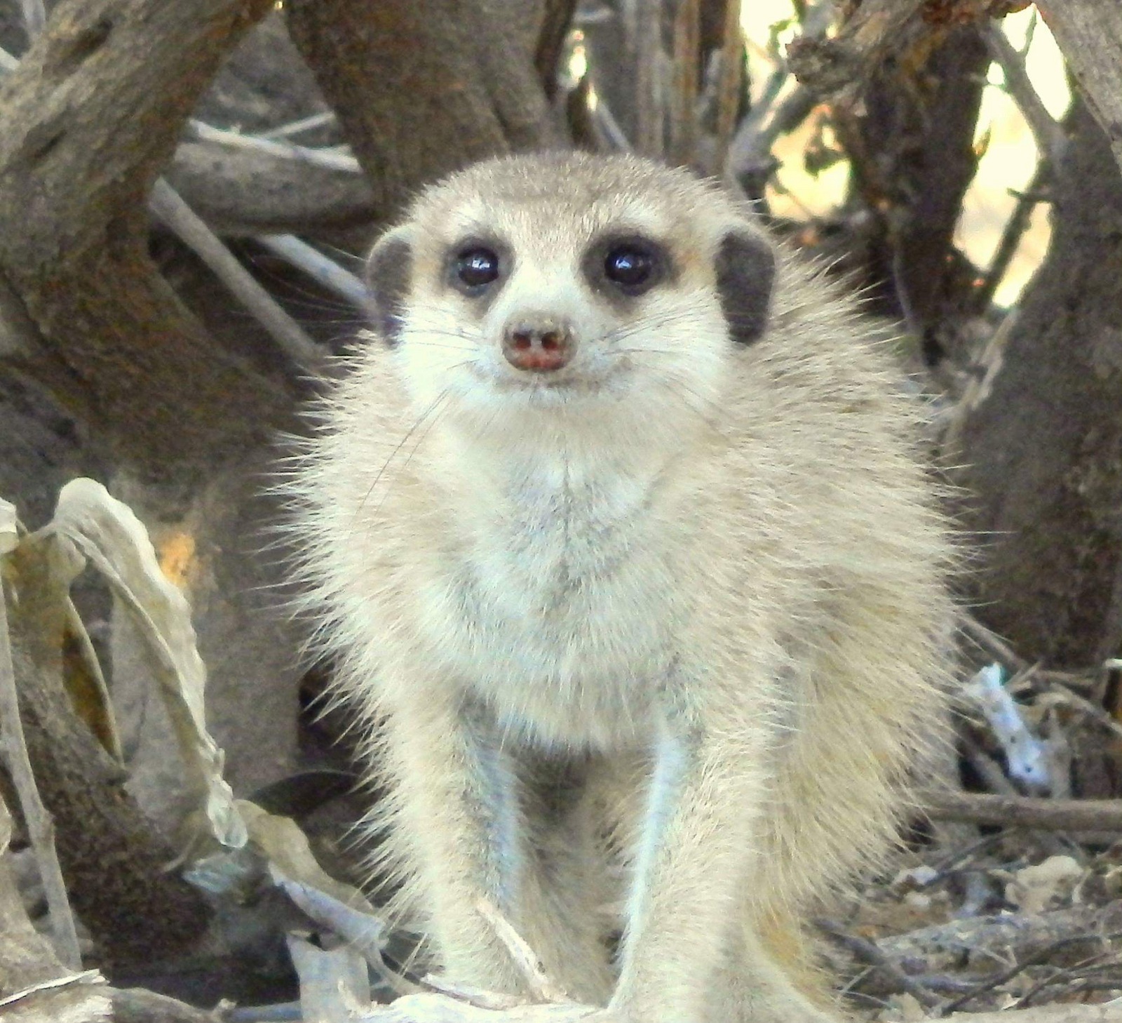 Mesosaurus Fossil Camp Mesosaurus Fossil Camp: Erdmännchen