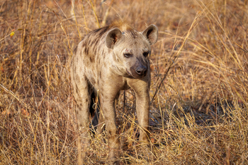 Mkulumadzi Lodge: Tüpfelhyäne