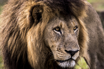 Mombo Camp: Löwe mit beachtlicher Mähne