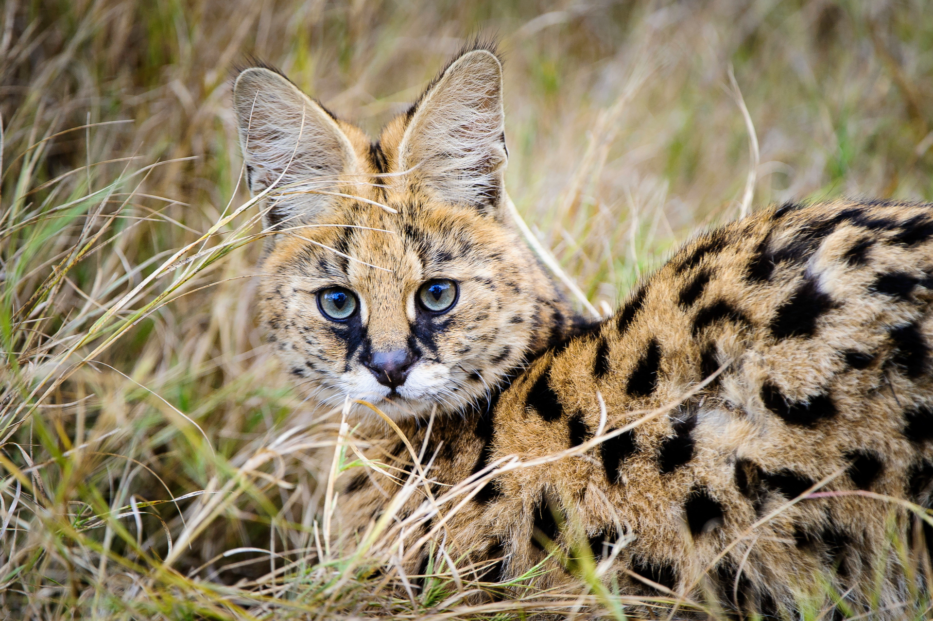 Mombo Camp: Serval