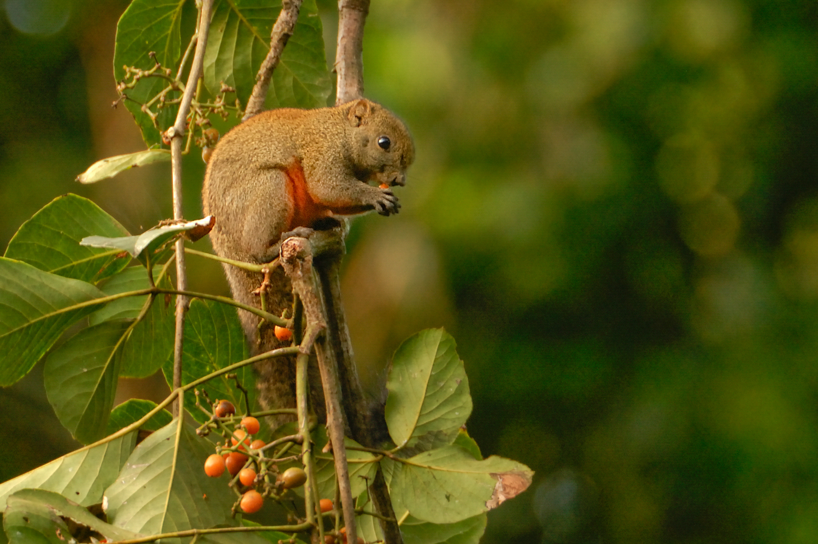 Musa Jungle Retreat Musa Jungle Retreat: Flughörnchen