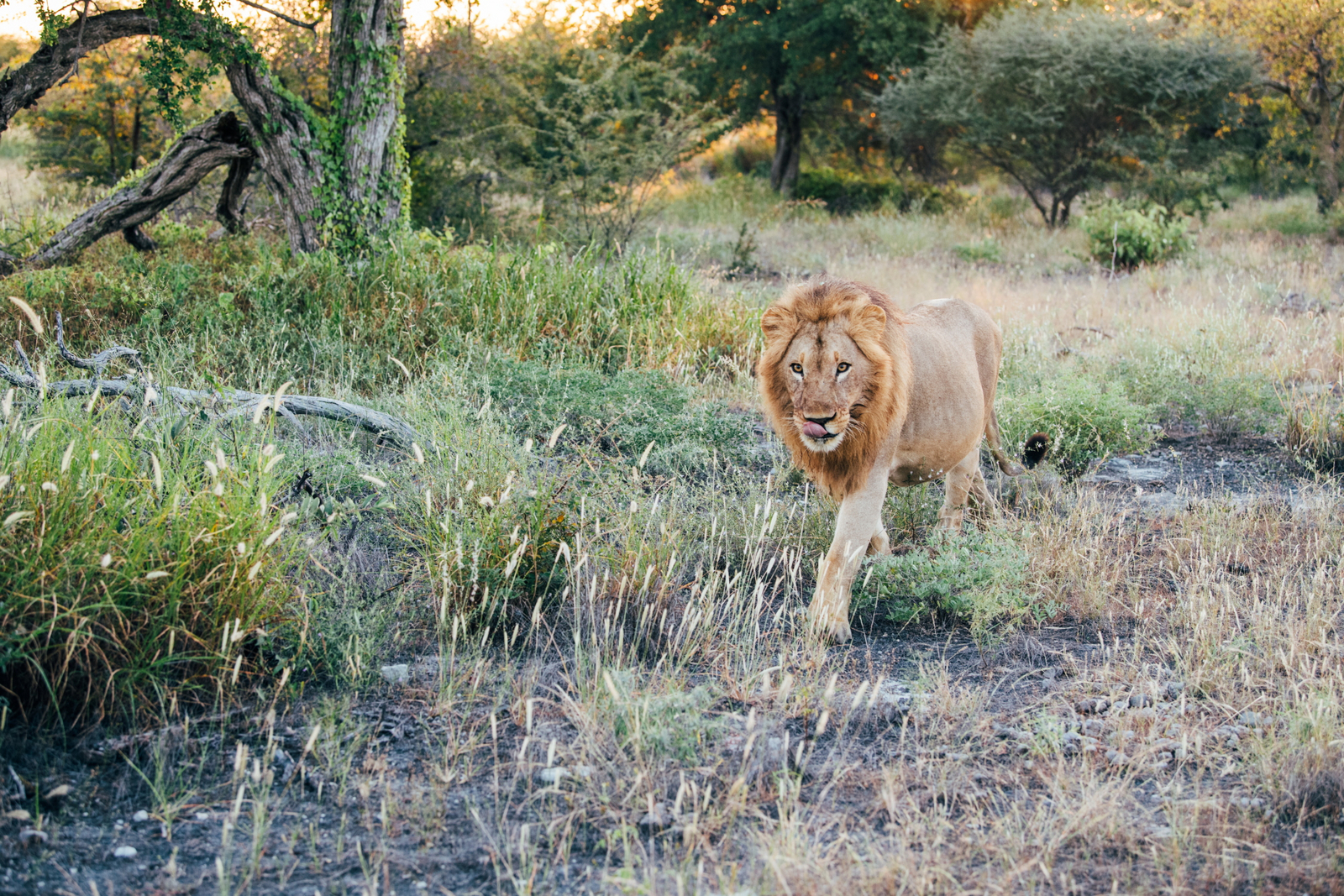 Natural Selection Safaris Natural Selection Safaris: Löwe im Busch