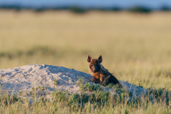 Camp Kalahari Camp Kalahari: Braune Hyäne an ihrem Bau