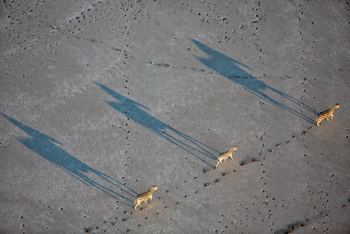 Camp Kalahari Camp Kalahari: Große Wanderung der Zebras