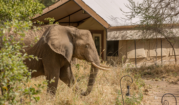 Nimali Tarangire Camp: Elefant zwischen den Zelten